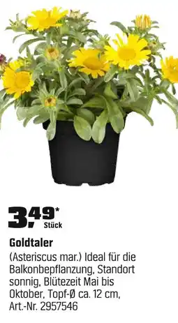 OBI Goldtaler Angebot