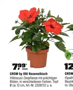 OBI Grow by obi roseneibisch Angebot