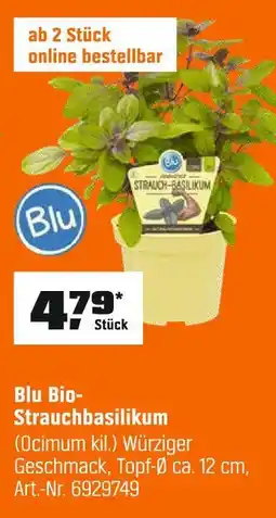 OBI Blu bio-strauchbasilikum Angebot