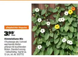 OBI Himmelsblume mix Angebot
