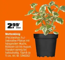 OBI Mottenkönig Angebot