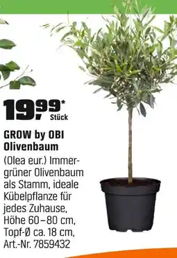 OBI Grow by obi olivenbaum Angebot
