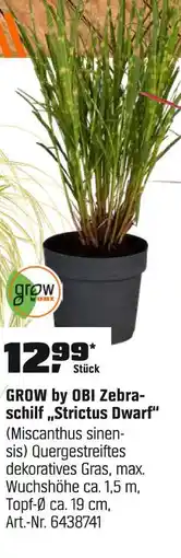 OBI Grow by obi zebraschilf 'strictus dwarf' Angebot