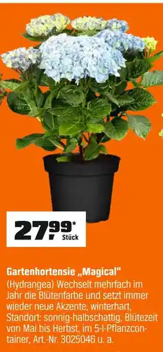 OBI Gartenhortensie 'magical' Angebot