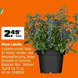 OBI Blaue lobelie Angebot