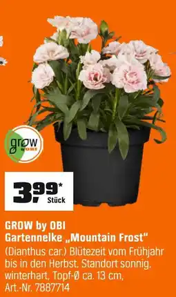 OBI Grow by obi gartennelke „mountain frost“ Angebot