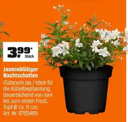 OBI Jasminblütiger nachtschatten Angebot