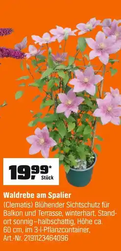 OBI Waldrebe am spalier Angebot