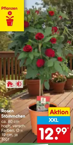 Netto Marken-Discount Rosen Stämmchen Angebot
