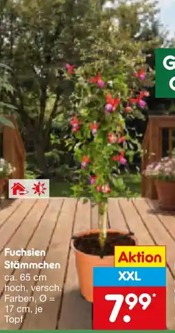 Netto Marken-Discount Fuchsien Stämmchen Angebot