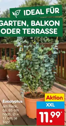 Netto Marken-Discount Eucalyptus Angebot