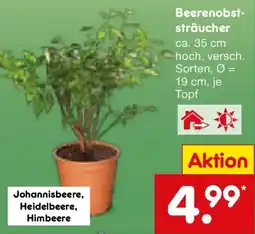 Netto Marken-Discount Beerenobststräucher Angebot