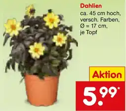 Netto Marken-Discount Dahlien Angebot