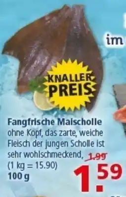 Multi Markt Fangfrische Maischolle Angebot