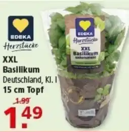 Multi Markt XXL Basilikum Angebot