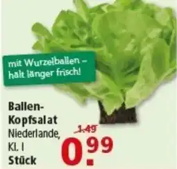 Multi Markt Ballen Kopfsalat Angebot