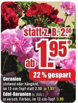 B1 Discount Baumarkt Geranien Angebot