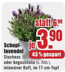 B1 Discount Baumarkt Schopflavendel Angebot