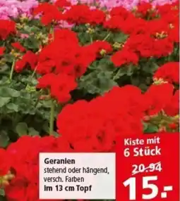 Multi Markt Geranien Angebot