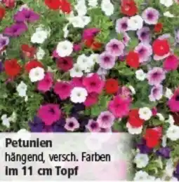 Multi Markt Petunien hängend Angebot