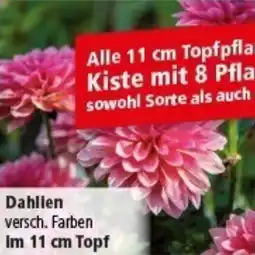 Multi Markt Dahlien Angebot