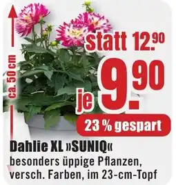 B1 Discount Baumarkt Dahlie XL >>SUNIQ<< Angebot