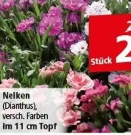 Multi Markt Nelken Angebot