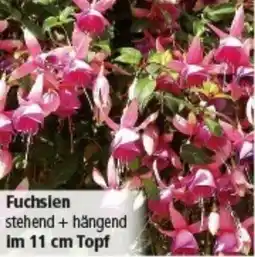 Multi Markt Fuchsien Angebot