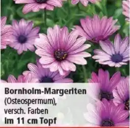 Multi Markt Bornholm-Margeriten Angebot