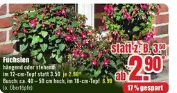 B1 Discount Baumarkt Fuchsien Angebot