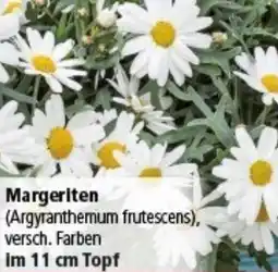 Multi Markt Margeriten Angebot