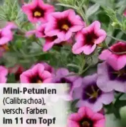 Multi Markt Mini-Petunien Angebot