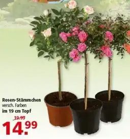 Multi Markt Rosen-Stämmchen Angebot