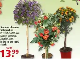 Multi Markt Sommerblumen Stämmchen Angebot