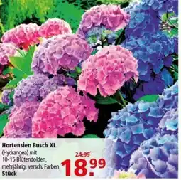 Multi Markt Hortensien Busch XL Angebot