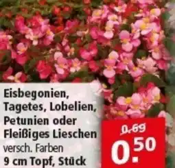 Multi Markt Eisbegonien, Tagetes, Lobelien, Petunien oder Fleißiges Lieschen Angebot