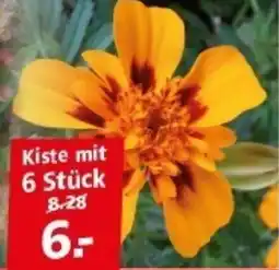 Multi Markt Kiste Angebot