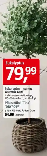 Bauhaus Eukalyptus Angebot