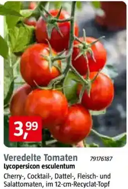 Bauhaus Veredelte Tomaten Angebot