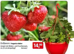 Bauhaus Erdbeere Angebot