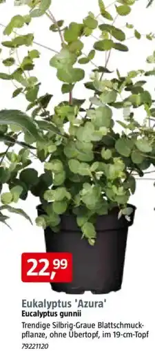 Bauhaus Eukalyptus 'Azura' Angebot