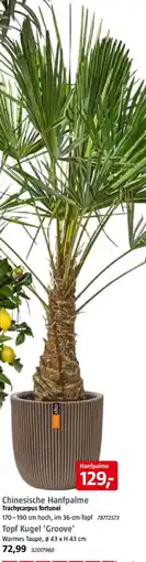 Bauhaus Chinesische Hanfpalme Angebot
