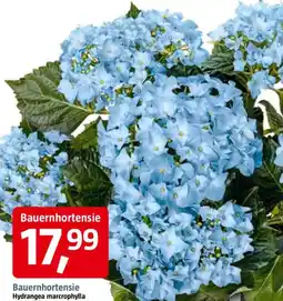 Bauhaus Bauernhortensie Angebot