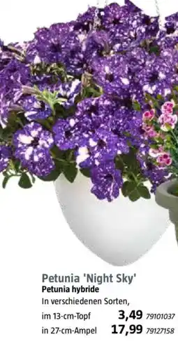 Bauhaus Petunia 'Night Sky' Angebot