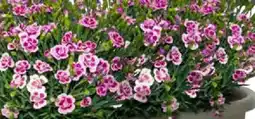 Bauhaus Gartennelke 'Pink Kisses' Angebot