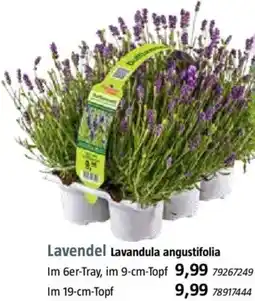 Bauhaus Lavendel Angebot