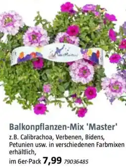 Bauhaus Balkonpflanzen-Mix 'Master' Angebot