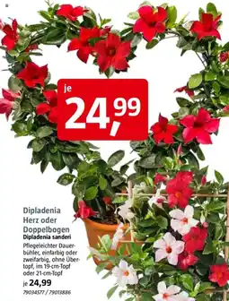 Bauhaus Dipladenia Herz oder Doppelbogen Angebot