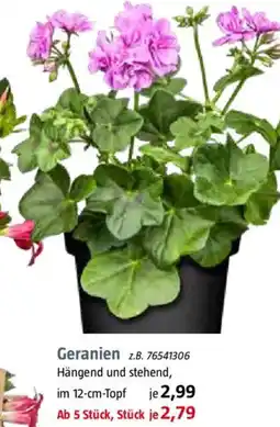 Bauhaus Geranien Angebot