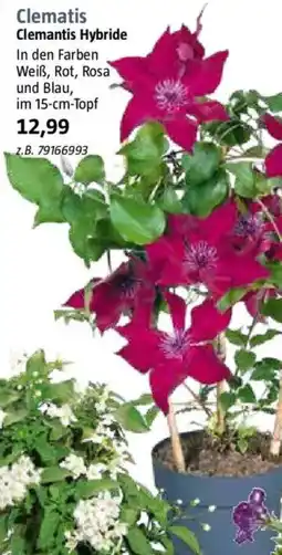 Bauhaus Clematis Angebot